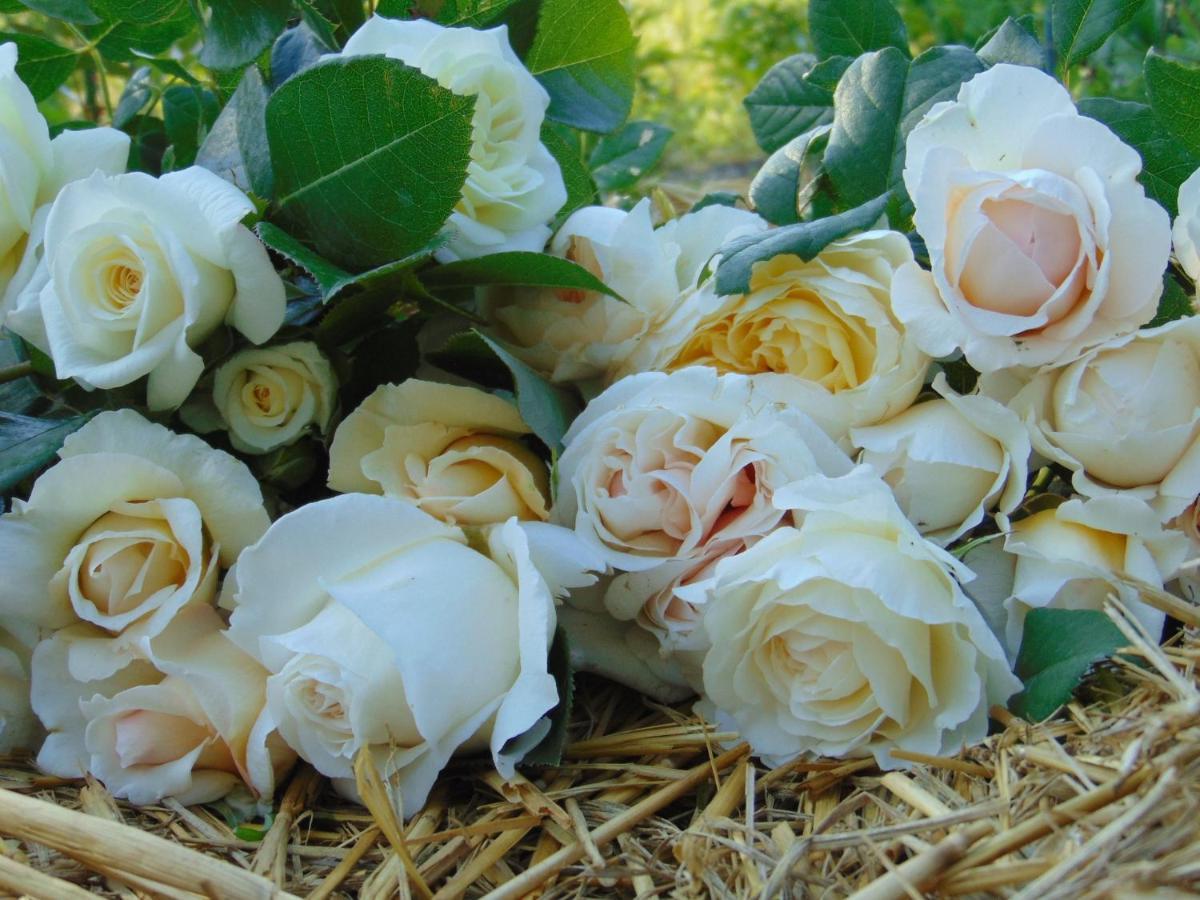 Fleurs De Brenne Gite Neuillé-le-Lierre 외부 사진
